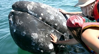 Ballenas de muy cerca